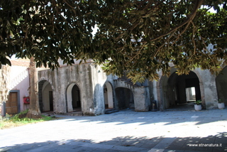 Ficus Palazzo Vigo